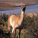 100 pics Animal Planet answers Llama