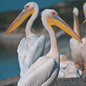 100 pics Animal Planet answers Pelican