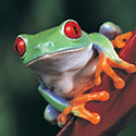 100 pics Animal Planet answers Tree Frog