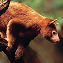 100 pics Animal Planet answers Tree Kangaroo
