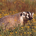 100 pics Animal Planet answers American Badger
