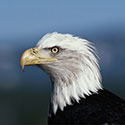 100 pics Animal Planet answers Bald Eagle