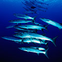 100 pics Animal Planet answers Barracuda