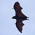 100 pics Animal Planet answers Bat