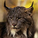 100 pics Animal Planet answers Canada Lynx