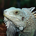 100 pics Animal Planet answers Iguana