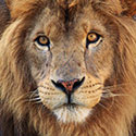 100 pics Animal Planet answers Lion
