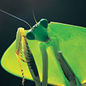 100 pics Animal Planet answers Mantis