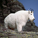 100 pics Animal Planet answers Mountain Goat