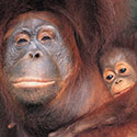 100 pics Animal Planet answers Orangutan