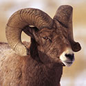 100 pics Animal Planet answers Bighorn Sheep