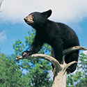 100 pics Animal Planet answers Black Bear