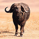 100 pics Animal Planet answers Cape Buffalo