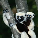 100 pics Animal Planet answers Lemur