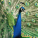100 pics Animal Planet answers Peacock