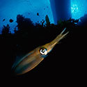100 pics Animal Planet answers Squid