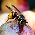 100 pics Animal Planet answers Wasp