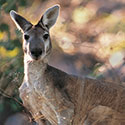 100 pics Animal Planet answers Kangaroo