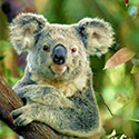 100 pics Animal Planet answers Koala
