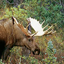 100 pics Animal Planet answers Moose