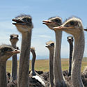 100 pics Animal Planet answers Ostrich