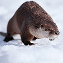 100 pics Animal Planet answers Otter