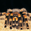 100 pics Animal Planet answers Tarantula
