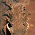 100 pics Animal Planet answers Warthog