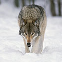 100 pics Animal Planet answers Wolf
