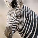100 pics Animal Planet answers Zebra