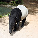 100 pics Animal Planet answers Tapir