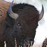 100 pics B Is For answers Bison