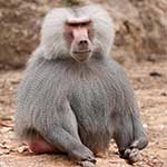 100 pics B Is For answers Baboon