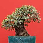 100 pics B Is For answers Bonsai