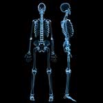 100 pics Body Parts answers Skeleton