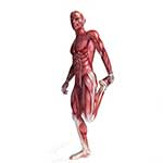100 pics Body Parts answers Muscles