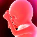100 pics Body Parts answers Foetus
