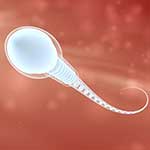100 pics Body Parts answers Sperm