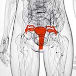 100 pics Body Parts answers Uterus