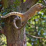 100 pics C Is For answers Coati