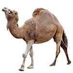 100 pics D Is For answers Dromedary