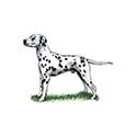 100 pics Dog Breeds answers Dalmatian