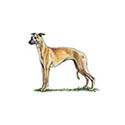 100 pics Dog Breeds answers Whippet