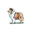 100 pics Dog Breeds answers Collie