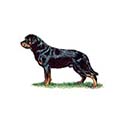 100 pics Dog Breeds answers Rottweiler
