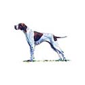 100 pics Dog Breeds answers Pointer