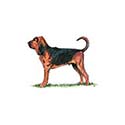100 pics Dog Breeds answers Bloodhound