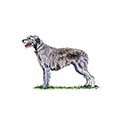 100 pics Dog Breeds answers Wolfhound