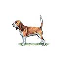 100 pics Dog Breeds answers Beagle