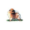 100 pics Dog Breeds answers Pomeranian